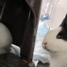うさぎの里親募集中です サムネイル2