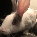 うさぎの里親募集中