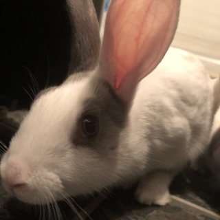 うさぎの里親募集中