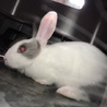 うさぎの里親募集中 サムネイル2