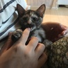 5月末生まれ子猫メス、とっても甘えん坊です サムネイル3