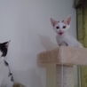 ６月生まれの子猫 サムネイル4