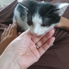 ６月生まれの子猫 サムネイル5