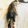お預かり初日。ベッド占領事件