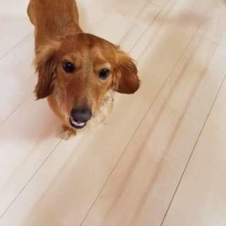 ミニダックスフンド