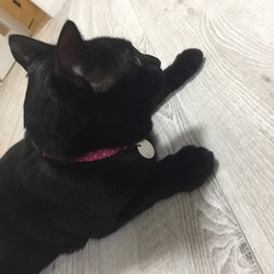 PET-IDタグ届きました！