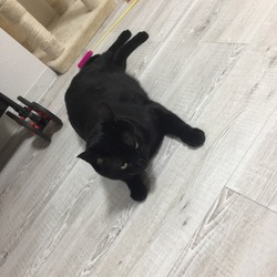 「PET-IDタグ届きました！」サムネイル2