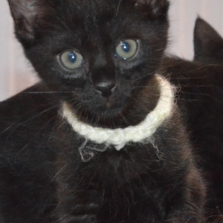 黒猫のダイ君の家族になって下さい！