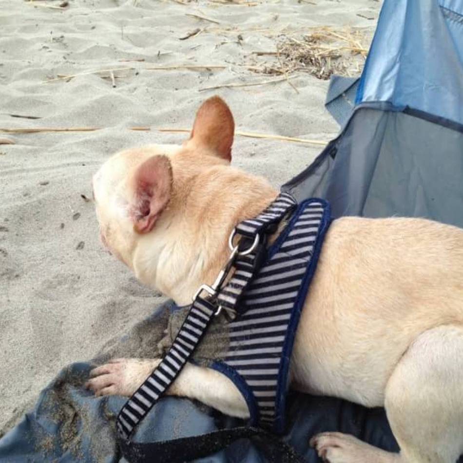 コースケのカバー写真