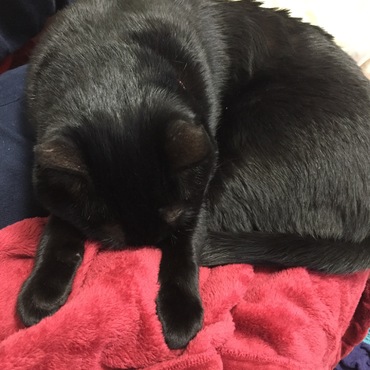 猫の頭頂部は異常なほど可愛い