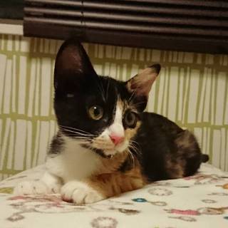 珍しいクロ三毛ちゃん
