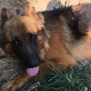 ジャーマンシェパード