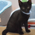黒猫ショー君のの家族になって下さい！