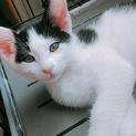 仔猫の里親募集