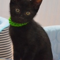 黒猫ボブ君の家族になって下さい！