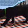 黒猫ボブ君の家族になって下さい！ サムネイル2