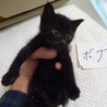 黒猫ボブ君の家族になって下さい！ サムネイル3