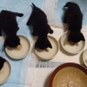 黒猫ボブ君の家族になって下さい！ サムネイル4