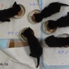 黒猫ボブ君の家族になって下さい！ サムネイル5