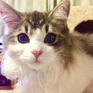 お目目くりくり☆元気で長毛の美男子