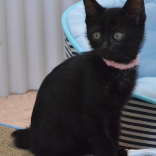 黒猫ラクちゃんの家族になって下さい！