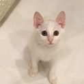 ❤️美人白猫 オッドアイ❤️