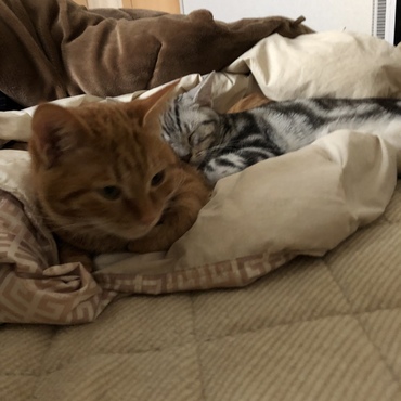 枕にされて困ってる猫