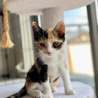 里親決定。ありがとうございます。