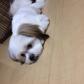 MIX犬 - ポメ+シーズーの里親募集しています。