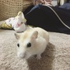 きなこむママ