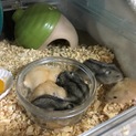 ジャンガリアンハムスターの里親募集しています
