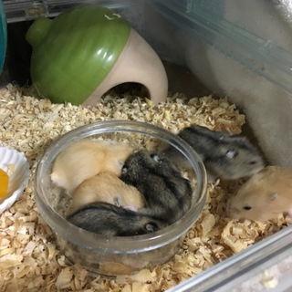 ジャンガリアンハムスターの里親募集しています
