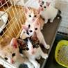 黄色い猫じゃら(保護活動者)