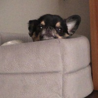 あずき