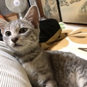 里親募集