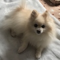 可愛くて元気なポメラニアンの男の子