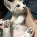 ミケ  メス一カ月くらい