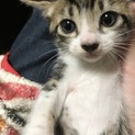 頭はキジトラ身体はミケ  オス