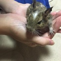 生後5ヶ月デグー！
