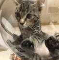 スコティッシュMIXの子猫