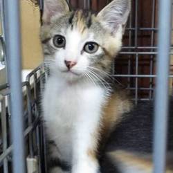 8月12日(日)に愛知県豊橋市で譲渡会 サムネイル2