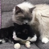 なむそ