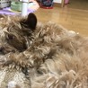 ままにべったりさん