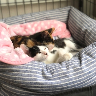 里親決定。ありがとうございます。