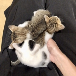 子猫拾いましたฅ•ω•ฅ