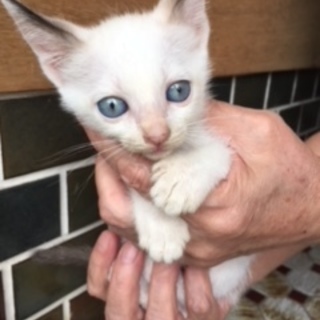 人なつっこい元気な子