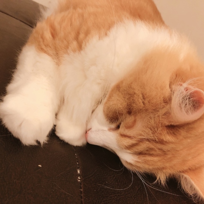 田中めぐみのカバー写真