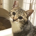 多頭崩壊現場から保護したサバちゃん