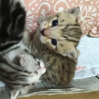 ベンガルトラ風　茶ヒョウ柄♀　生後1ヶ月