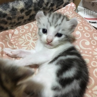アメショ風♂♀　生後1ヶ月　グレー×白